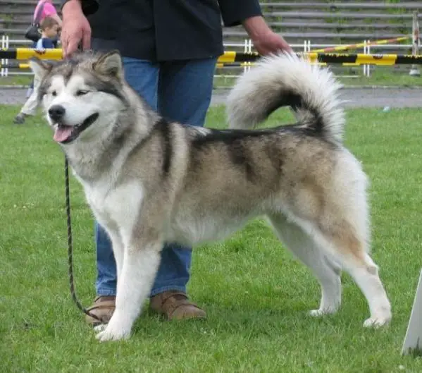 INTCH, MULTICH, JWW Appanachi Austrian-Wolf