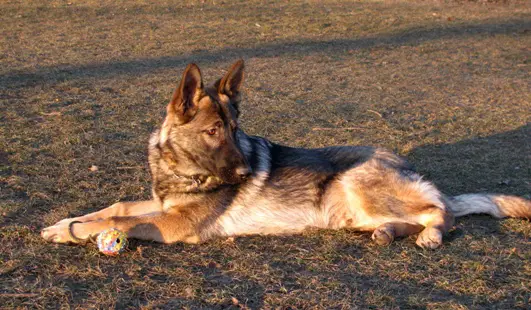Zorro Vikar