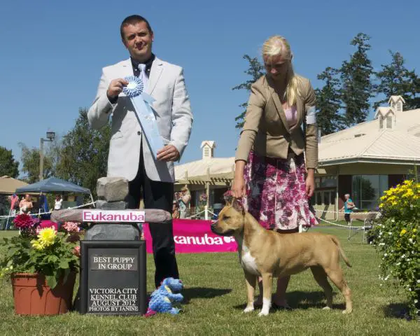 AM GR CH / CAN CH Michl R Pick Me Please