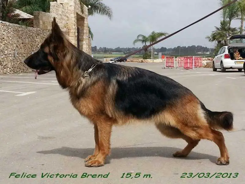 REJCAC, CAC Felice Victoria Brend