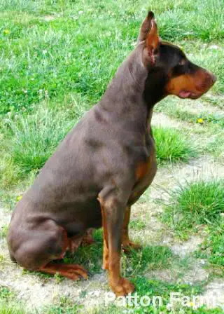 Dalena di Altobello de Britton