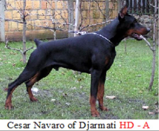 Cesar Navaro of Djarmati