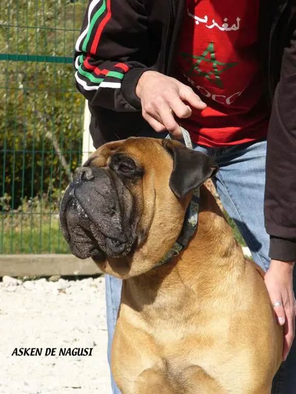 ASKEN DE NAGUSI