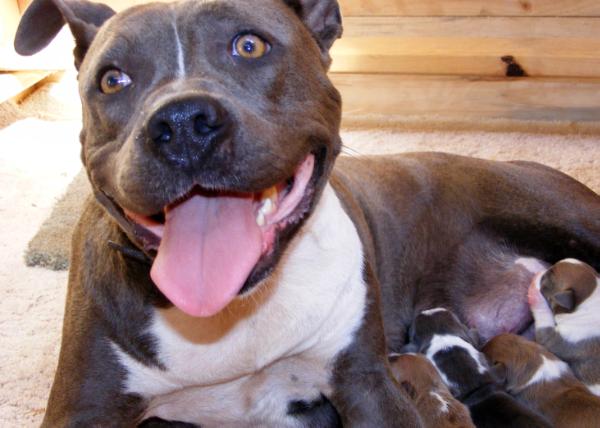 andonas limited edition