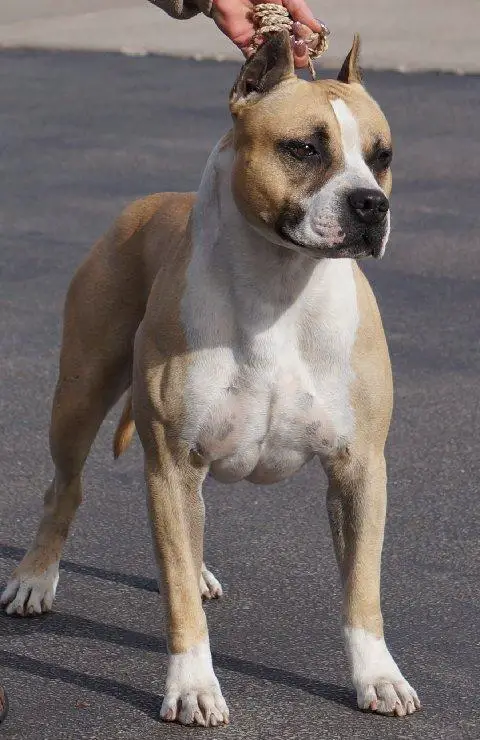 AKC CH/UKC CH NC-Style's B My Valentine