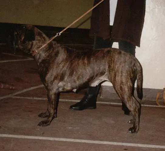 OF OLD BURFORD FAZERINA