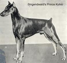 CH. Singendwald's Prince Kuhio