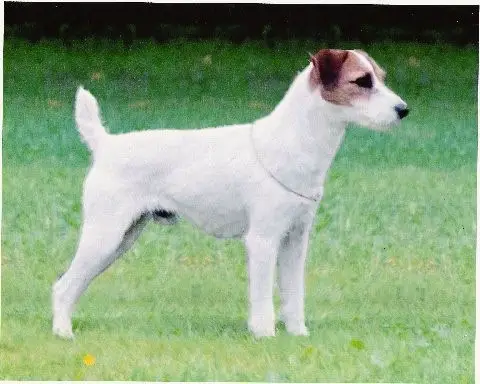 CH Howlbeck Izzy-Rite for Jagen