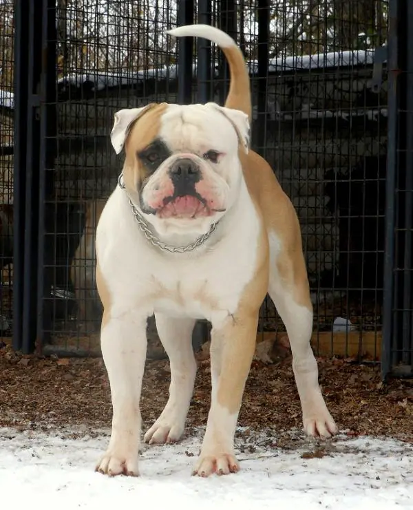 Whitey's Mac Daddy AKA: Capone