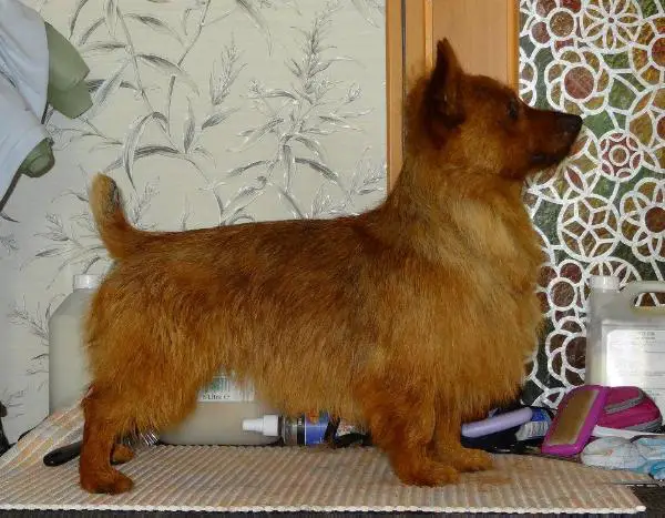 CH RUS,BY,CLUB BY. Outbackred's Thaddeus