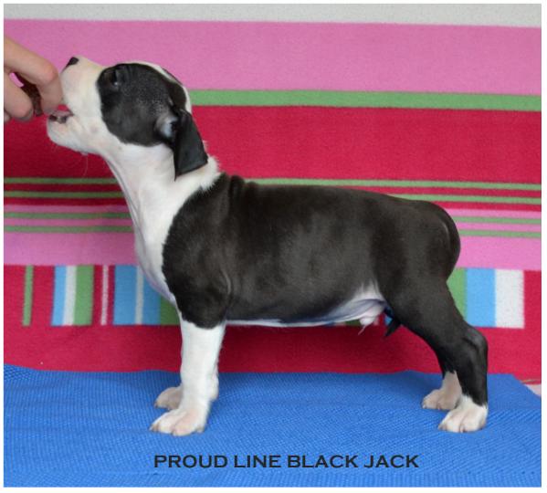 Proud Line Black Jack