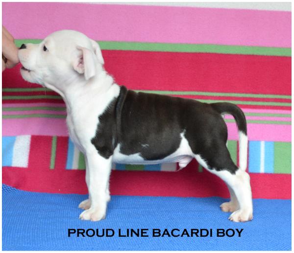 Proud Line Bacardi Boy