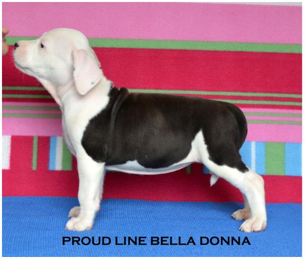 Proud Line Bella Donna