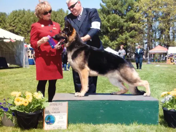 CH Kysarah's Rolling Stone