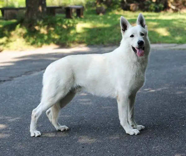 BEST OF JUNIOR, BOB Dick od Bílého dubu (HD B,ED 0/0,MDR +/+,DM N/N)