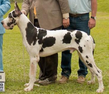 Cabernet VI de Las Canarias
