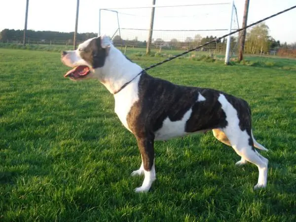 Pleasure Dome's Fancy