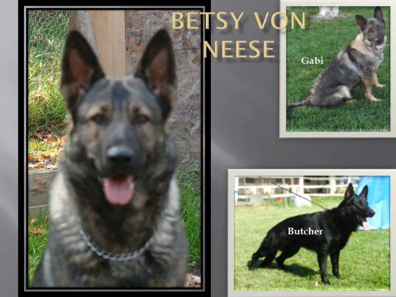 Betsy von Neese