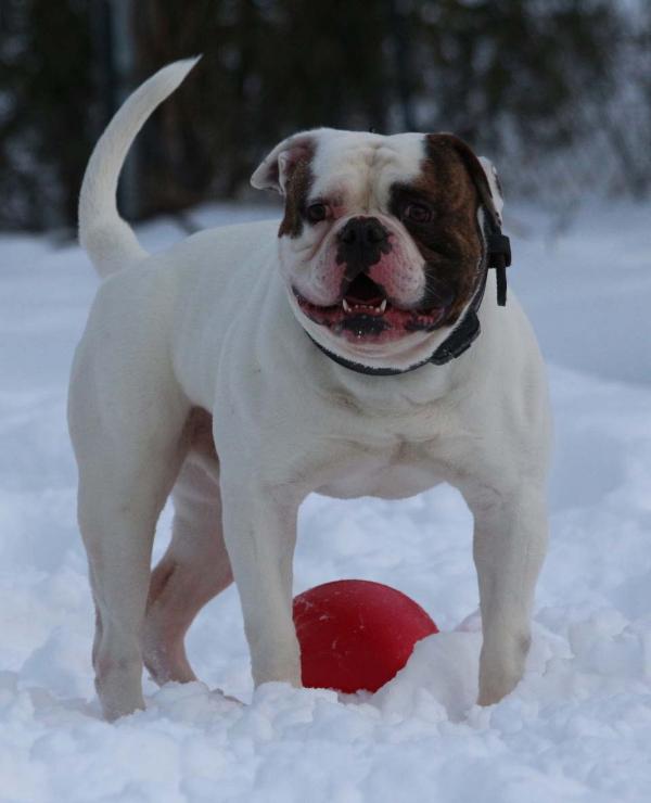 JR. CH. MoJo's Big Bang Theory AKA Thunder