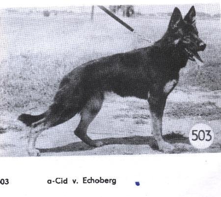 V Cid vom Echoberg