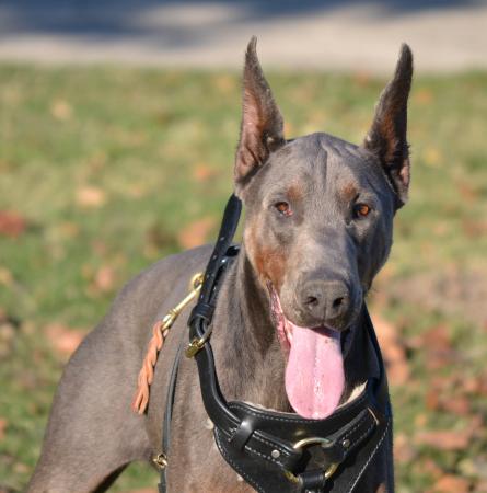 Jivago Nemesis v. Casa Di Oro