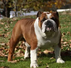 Red Raider