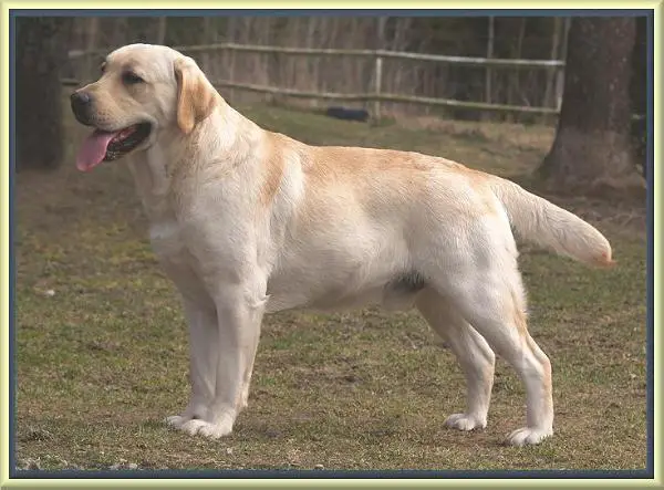 Jayncourt Star Yoker