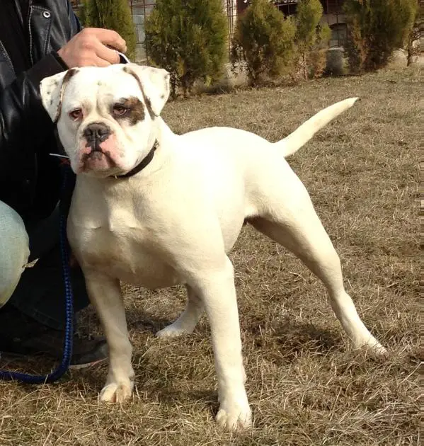 Lionesses Chica of Albany Bulls