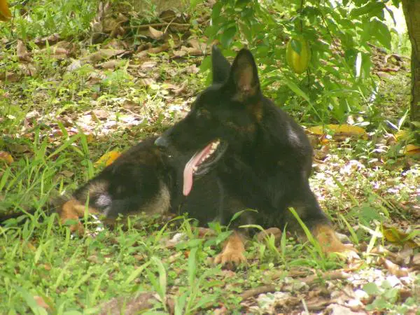 Halla aus Buddy's Meute