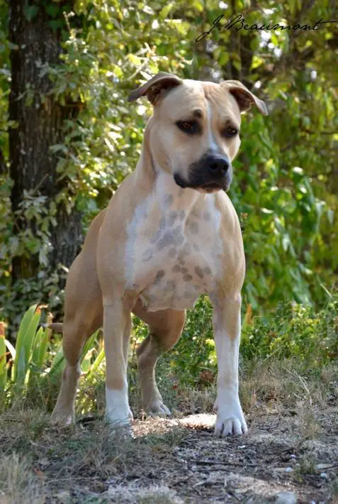 Holy Queen From Panther Of Stafford