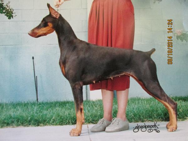 CH. BJF Tequila Sunrise v Aquarius