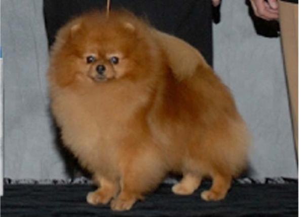 CH (US) Mountain Crest Golden Boy