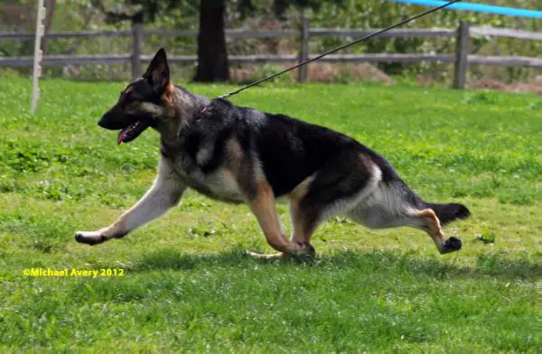 GCH CH Hessen's Myrina of Mariner