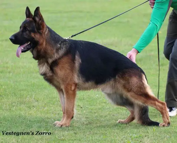 V Vestegnen's Zorro