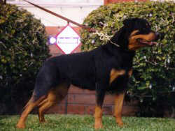 Kessy von der Lichten-aue