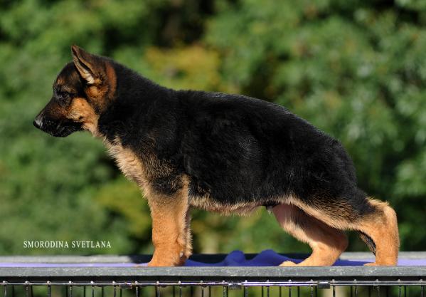 Zavist` Bogov Yuventus