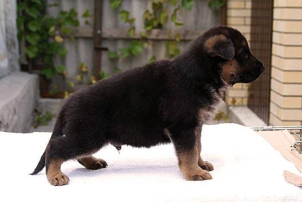 Zavist` Bogov Yurrem