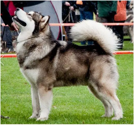 MULTICH,MULTI.J.CH. Impuls Kriplyana Malamute Sanctuary