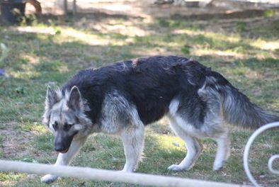 Legend of Darkness Eskima