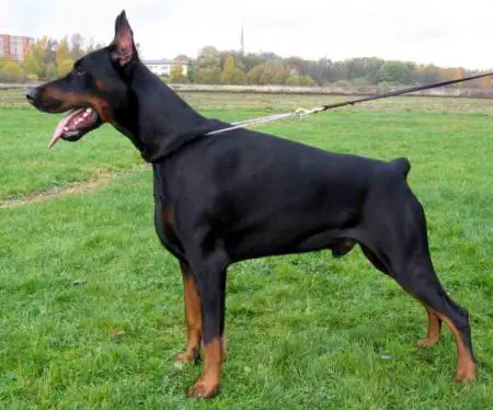 ZTP V1A, IPO I, HD-B Baron Hitchcock Livonijas