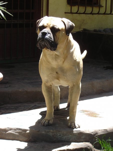 CDEJ Minas Anor's Buddah