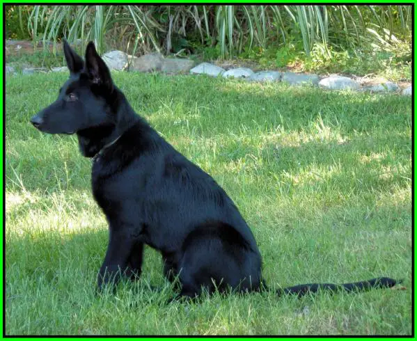 Vom Haus Schutz K9 Zena