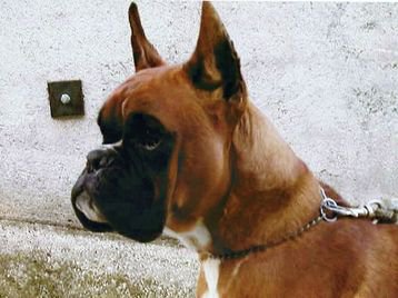 Tuco del colle dell'infinito