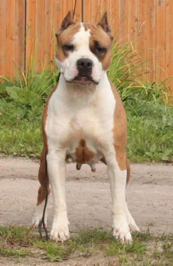 J.CH.RUS,CH.RUS Style Smile Kalipso