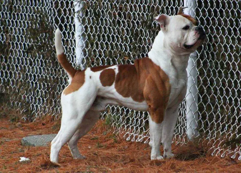 FaithFullBull's Jesse James