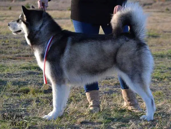 JCH.PL, CH.PL DREMAY BLACK PEARL Srebrny Kiel