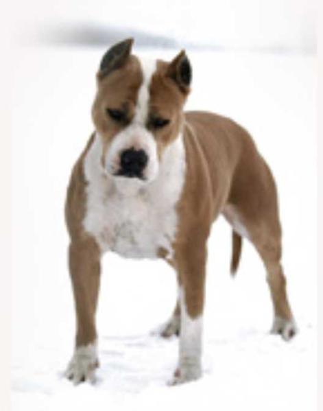 Ko Bo's All That Magic