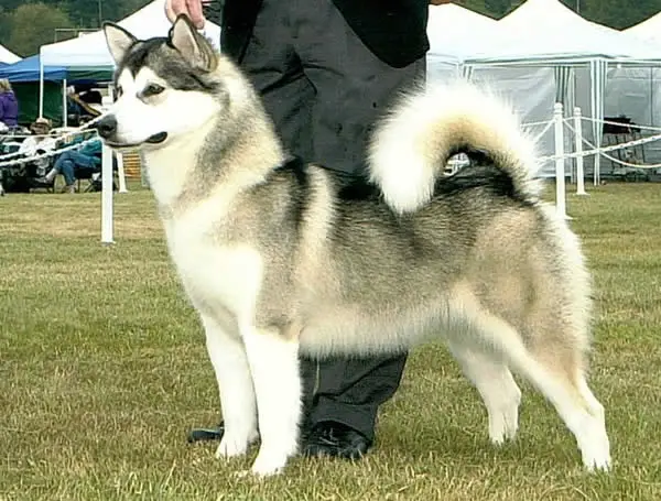 Quinault'S Shameless Hussy