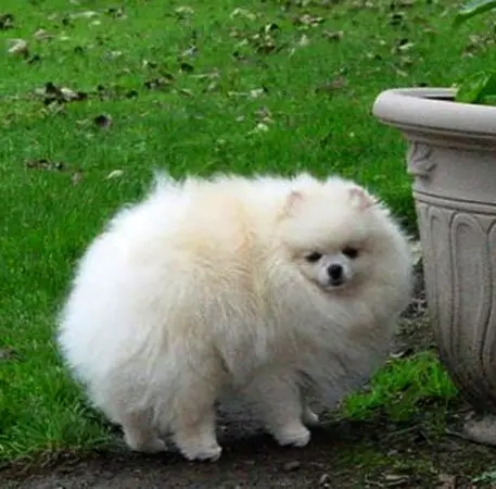 CH Jan-Shars Ghost Buster