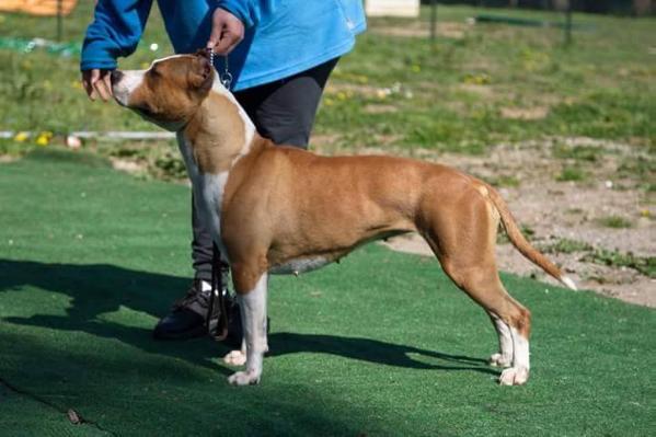 Pageant's Head Liner